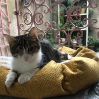 گربه ملوس|گربه|لاهیجان, جمهوری|دیوار