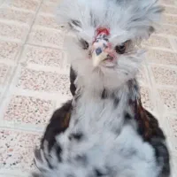 یک عدد خروس نژاد سلطان