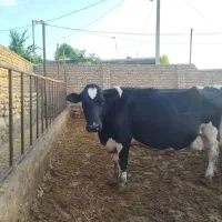 گاو آبستن سنگین