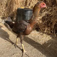 مرغوخروس لاری|حیوانات مزرعه|تبریز, |دیوار