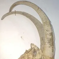 شاخ بز کوهی نیم متری کلکسیونی