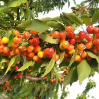 نهال|خدمات باغبانی و درختکاری|چناران, |دیوار