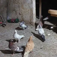 کفتر ارزون معاوضه با قناری