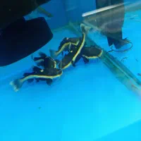 ردتیل ۸سانت