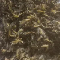 کاسنی پخته شده وشیرین شده مناسب داخل دوغ وماست