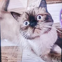 گربه|گربه|هشتگرد, شهرک بعثت|دیوار