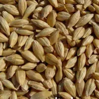 جو خوراک دام