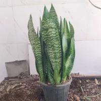 گل و گیاه سانسوریا ابلق|گل و گیاه طبیعی|اهواز, سیصد دستگاه|دیوار