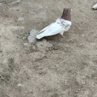 یک عدد کفتر نر