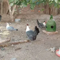 تخم مرغ نطفه دار و جوجه یک روزه|حیوانات مزرعه|یزد, |دیوار