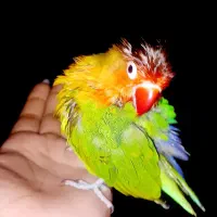 کوتوله برزیلی دستی