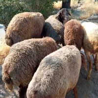 تعداد6راس گوسفند 3شیر