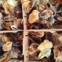 پخش عمده انواع جوجه مرغ و اردک