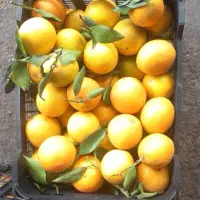 به یک نویسنده دریکی ازحجرات میدان  تره باروبار