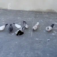 کفتر تهرانی پرشی