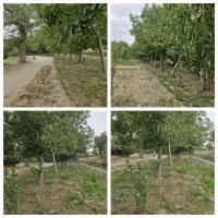 زمین کشاورزی