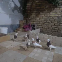6تا طوقی 3تا ماده 3تا نر برا هوا کردن