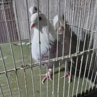 یک جفت کفتر پشت هما عطیقه تیر ماهی