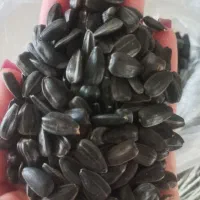 تخمه روغنی