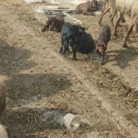 فروش گوسفند|حیوانات مزرعه|زرگرشهر, |دیوار