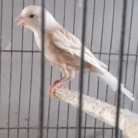 قناری فنچ عروس و مرغ عشق