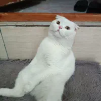 دو تا گربه خاص اسکاتیش