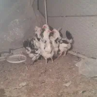 ۱۱ مرغ یه خروس