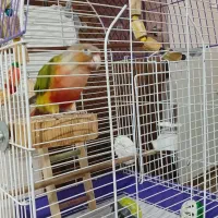 طوطی