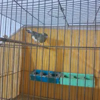 قناری|پرنده|شاهینشهر, گرگاب|دیوار