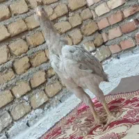 جوجه لاری|حیوانات مزرعه|خان ببین, |دیوار