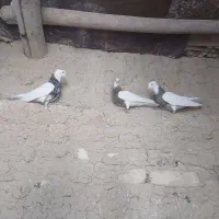 کفتر طوقی