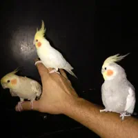 کوتوله و عروس وقفس