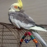 عروس هلندی نر