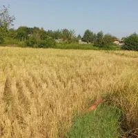 زمین کشاورزی بیجار ۵۰۰۰ متر