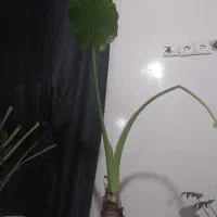 گیاه بابا آدم