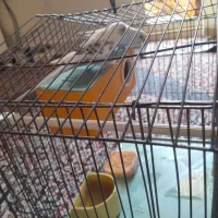 مرغ عشق