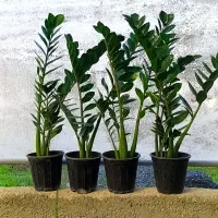 فروش گل‌های آپارتمانی