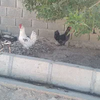 خروس گلین|حیوانات مزرعه|سرپل ذهاب, |دیوار