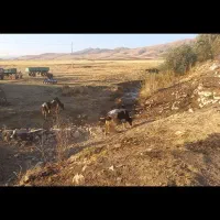 ۱۲راس گوساله دورگه صحرا-رو