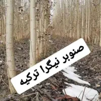 کاشت پاییزه نهال صنوبر  نیگرا ترکیه ای و دلتوییدس