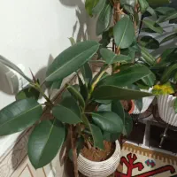 گل ها|گل و گیاه طبیعی|سی‌سخت, |دیوار