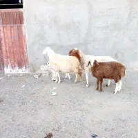 ۲ عدد میش زایده