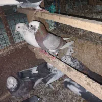 کود کبوتر خالص