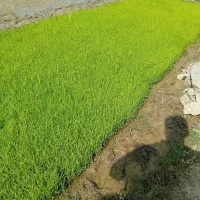 نشاهاشمی درجه ۱