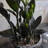 زامو سوپر بلک|گل و گیاه طبیعی|میبد, |دیوار