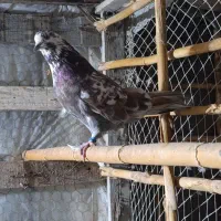 کبوتر|پرنده|گمیشان, |دیوار