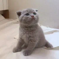 نژاد اسکاتیش دبل فولد short hair رنگ لیلاک