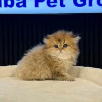 مجموعه تخصصی پتشاپ گلبا