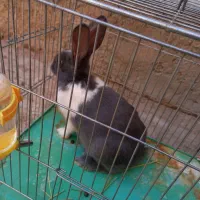 خرگوش خانگی