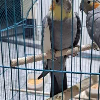 عروس هلندی نر ماده مرغ عشق کاسکو طوطی